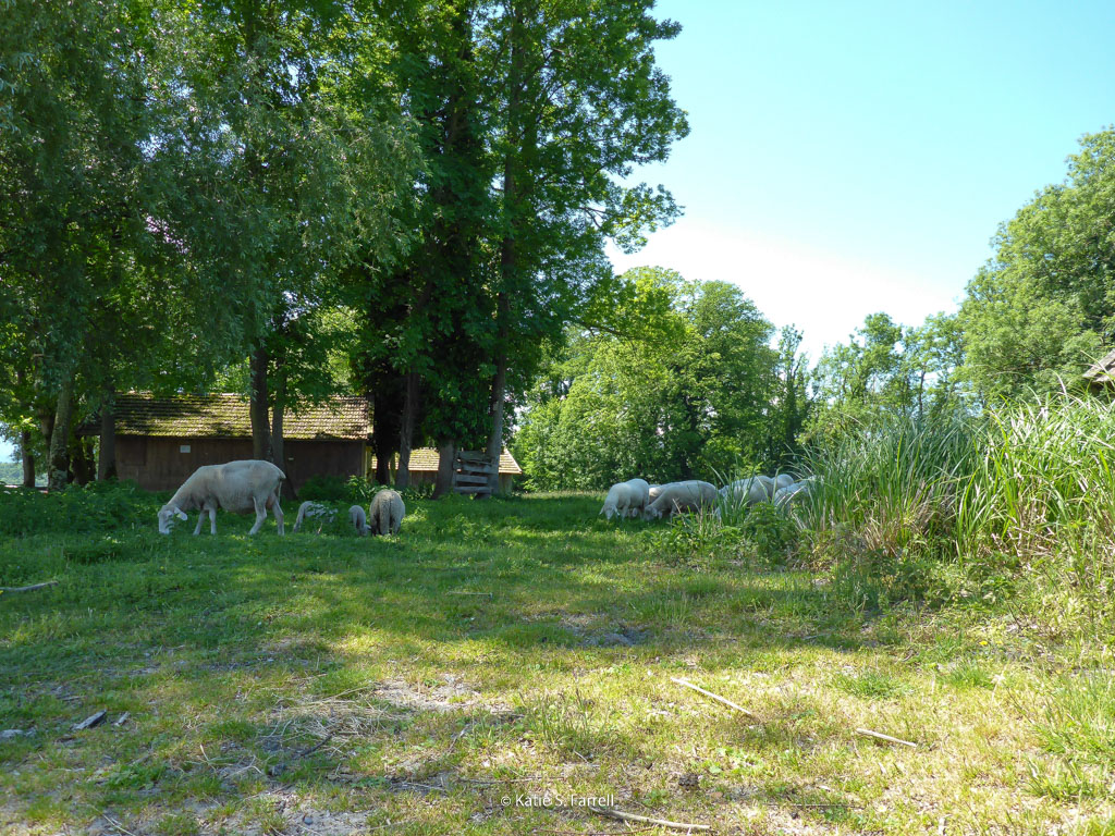 Kajakfahrt Chiemsee, Krautinsel mit Schafherde
