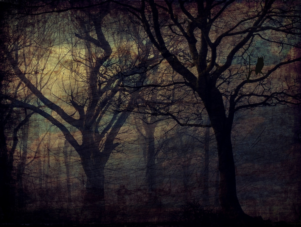 forest 2044261 1920pixabay