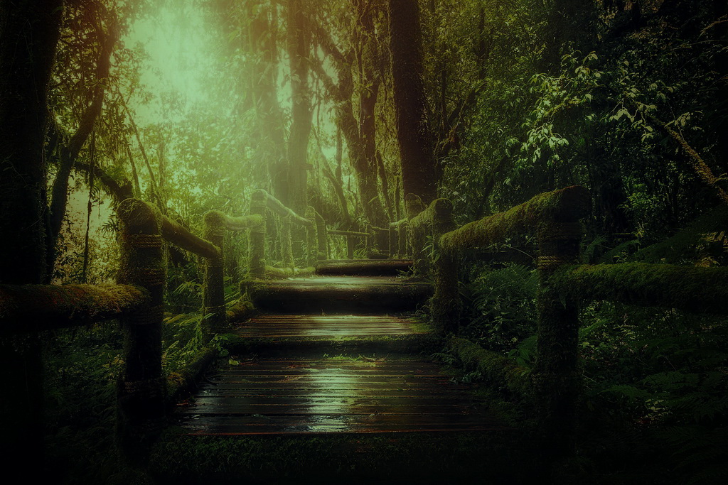 jungle Darkmoon pixabay1024 dunkler