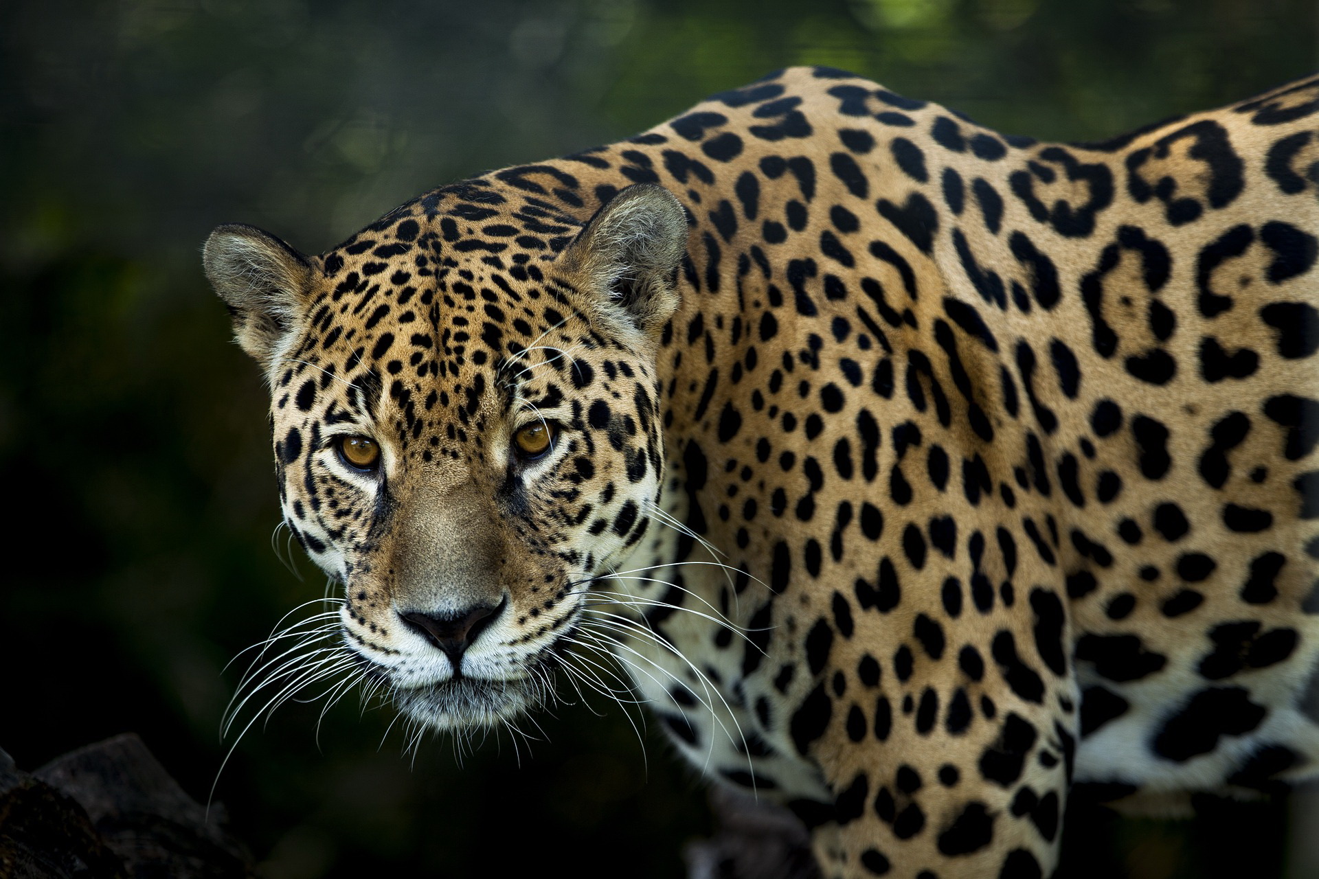 jaguar 3370498 1920 Bild Nickbar Pixabay