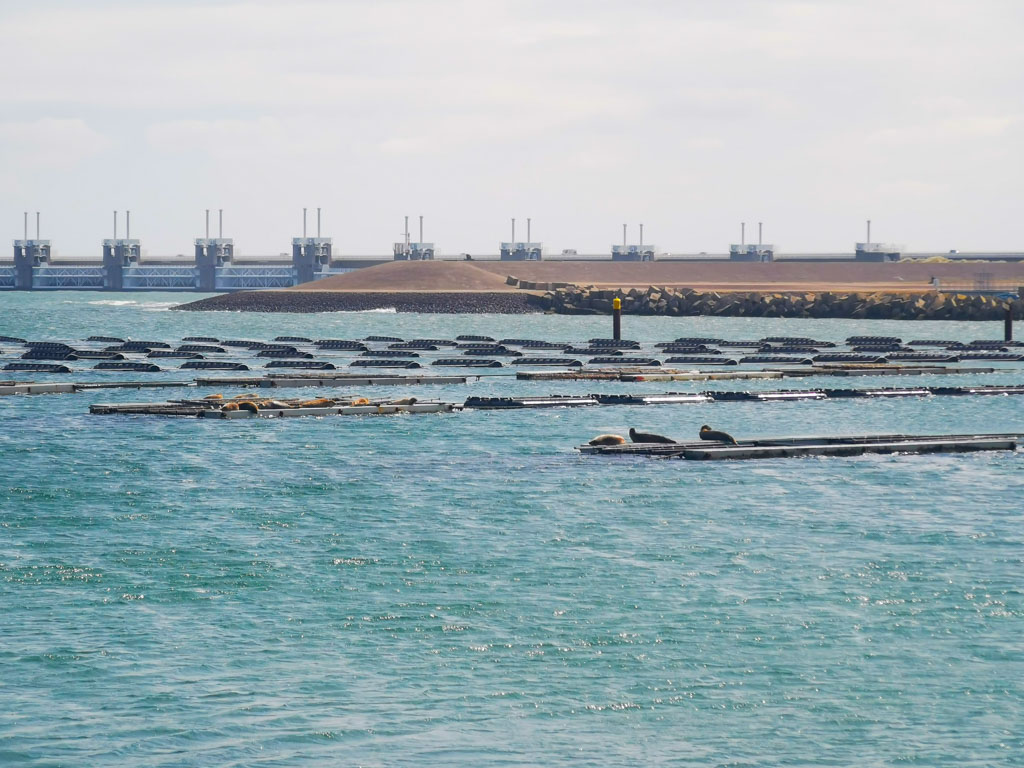 Ein Teil der Deltawerke, die das Land schützen, im Vordergrund die Robben, die den Schutz für die Aufzucht nutzen. © Günter Nebl