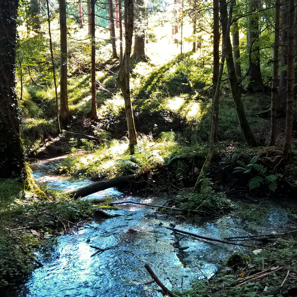Wald mit Bach 12 01 08 Pro