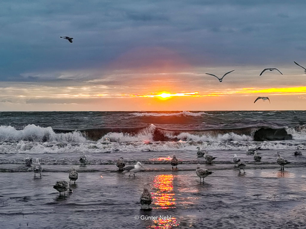 Möwen an der Ostsee